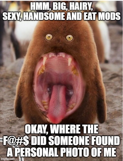 Hairy big mouth penguin | HMM, BIG, HAIRY, SEXY, HANDSOME AND EAT MODS; OKAY, WHERE THE F@#$ DID SOMEONE FOUND A PERSONAL PHOTO OF ME | image tagged in hairy big mouth penguin | made w/ Imgflip meme maker