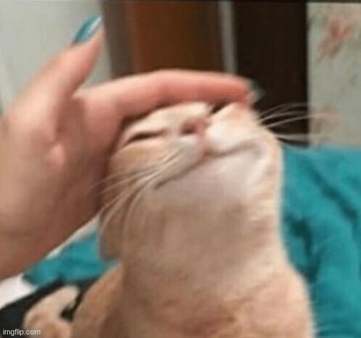 Cat being pet | image tagged in cat being pet | made w/ Imgflip meme maker