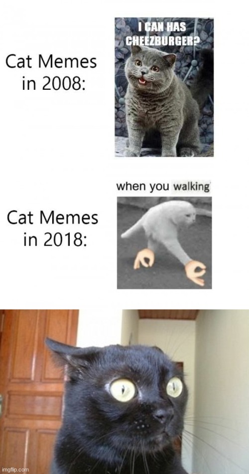 image tagged in what has been seen cat | made w/ Imgflip meme maker