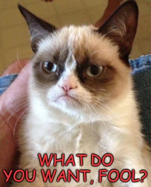 Grumpy Cat Meme | WHAT DO YOU WANT, FOOL? | image tagged in memes,grumpy cat | made w/ Imgflip meme maker