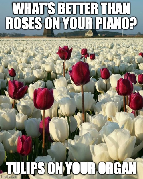 WHAT'S BETTER THAN ROSES ON YOUR PIANO? TULIPS ON YOUR ORGAN | image tagged in jokes,dad joke | made w/ Imgflip meme maker