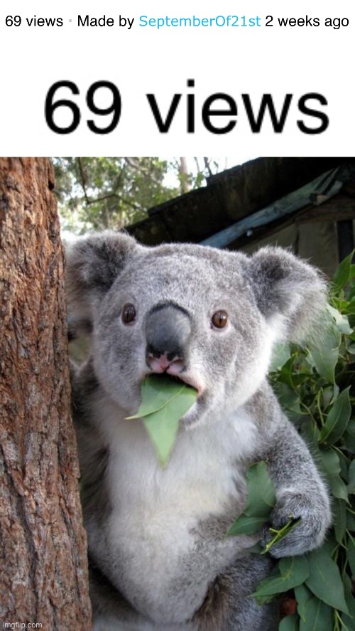 wut | image tagged in memes,surprised koala,wut,funny,funny memes,koala | made w/ Imgflip meme maker