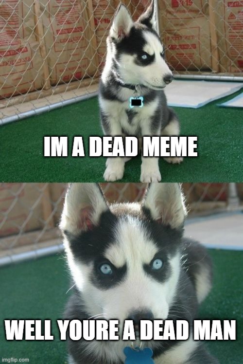 insanity puppy |  IM A DEAD MEME; WELL YOURE A DEAD MAN | image tagged in memes,insanity puppy | made w/ Imgflip meme maker