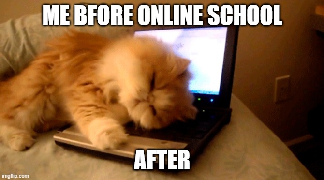 Depressed cat | ME BFORE ONLINE SCHOOL; AFTER | image tagged in cat | made w/ Imgflip meme maker