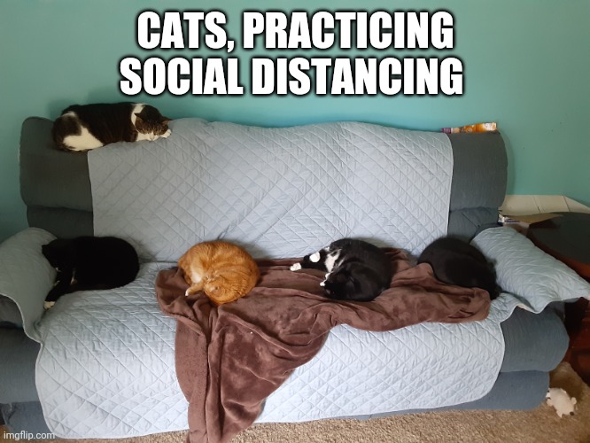CATS, PRACTICING SOCIAL DISTANCING | image tagged in cats | made w/ Imgflip meme maker