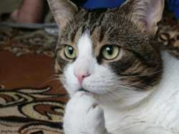 Ponder cat | image tagged in ponder cat | made w/ Imgflip meme maker