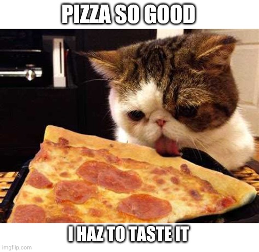 PIZZA FOR KITTY | PIZZA SO GOOD; I HAZ TO TASTE IT | image tagged in cats,pizza,pizza cat | made w/ Imgflip meme maker