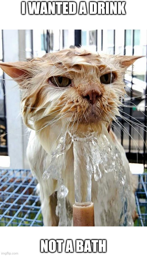 CATS BATH | I WANTED A DRINK; NOT A BATH | image tagged in cats,funny cats | made w/ Imgflip meme maker