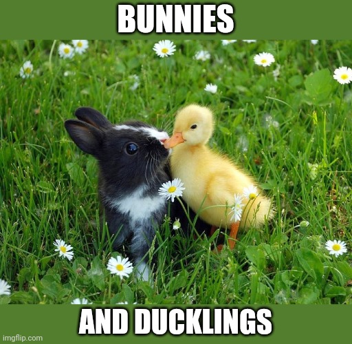 WITH ALL THOSE DAISIES | BUNNIES; AND DUCKLINGS | image tagged in duck,duckling,bunny | made w/ Imgflip meme maker