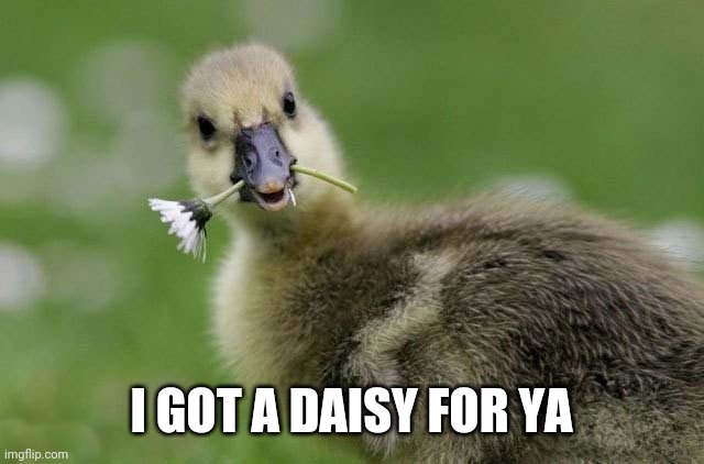 DUCKS AND DAISIES | I GOT A DAISY FOR YA | image tagged in ducks,spring daisy flowers | made w/ Imgflip meme maker