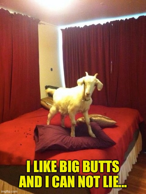 My Girl Really Gets My Goat | I LIKE BIG BUTTS AND I CAN NOT LIE... | image tagged in goat,big butts,sir mix a lot,baby got back | made w/ Imgflip meme maker