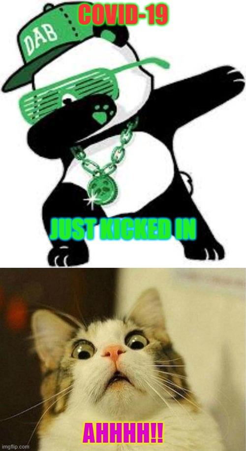covid-19 kicked in | COVID-19; JUST KICKED IN; AHHHH!! | image tagged in memes,scared cat | made w/ Imgflip meme maker