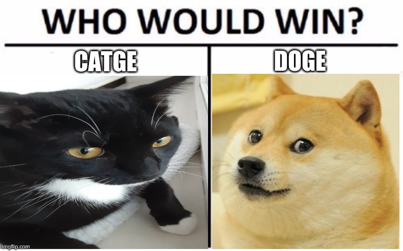 who WOULD win? | DOGE; CATGE | image tagged in catge,doge,oh wow are you actually reading these tags | made w/ Imgflip meme maker