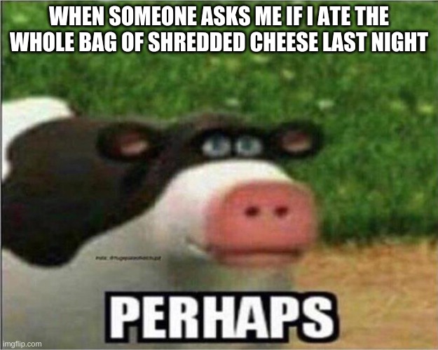 Perhaps Cow | WHEN SOMEONE ASKS ME IF I ATE THE WHOLE BAG OF SHREDDED CHEESE LAST NIGHT | image tagged in perhaps cow | made w/ Imgflip meme maker