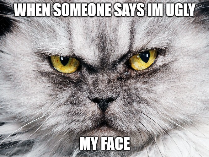angry cat | WHEN SOMEONE SAYS IM UGLY; MY FACE | image tagged in angry cat | made w/ Imgflip meme maker