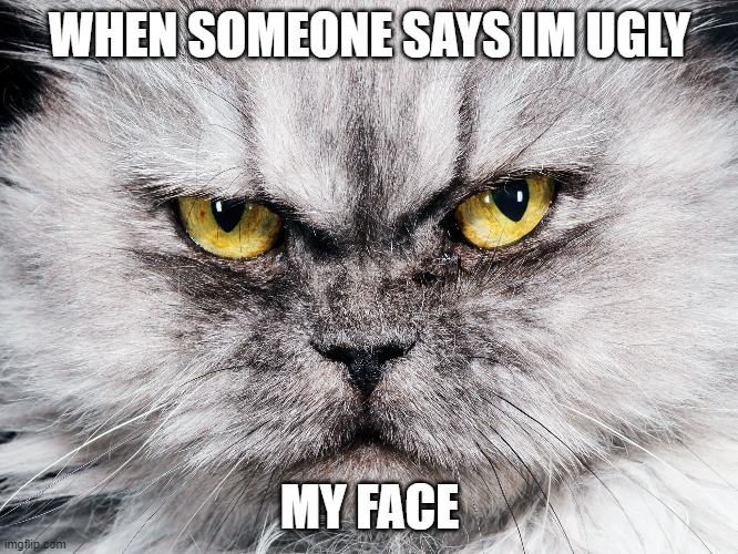 A really angry and ugly cat