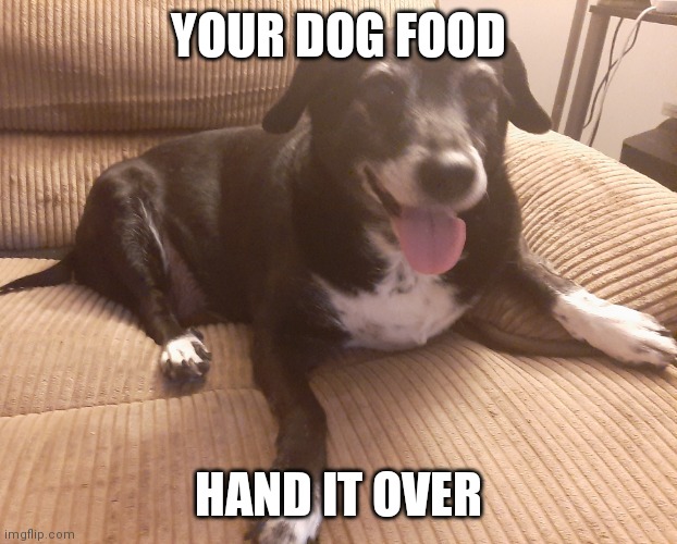 Chonky doge has risen and will never fall | YOUR DOG FOOD; HAND IT OVER | image tagged in chonky doge | made w/ Imgflip meme maker