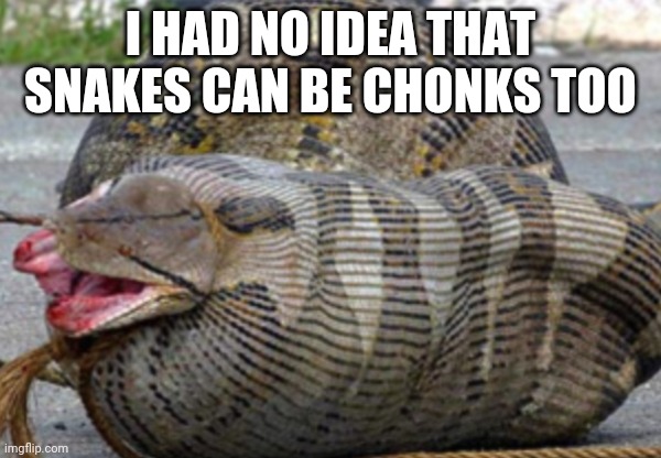 I HAD NO IDEA THAT SNAKES CAN BE CHONKS TOO | made w/ Imgflip meme maker