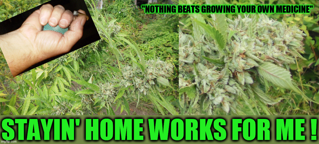 Once you've escaped from the rat-race, you won't EVER want to go back! Relax, take a hit; Grow some sweet buds. | "NOTHING BEATS GROWING YOUR OWN MEDICINE"; STAYIN' HOME WORKS FOR ME ! | image tagged in memes,medical marijuana,relaxed,gardening,quarantine,covid-19 | made w/ Imgflip meme maker