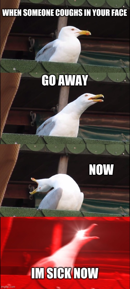 sick seagull | WHEN SOMEONE COUGHS IN YOUR FACE; GO AWAY; NOW; IM SICK NOW | image tagged in memes,inhaling seagull | made w/ Imgflip meme maker