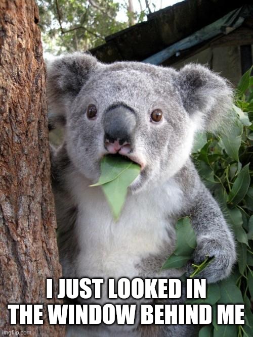 Surprised Koala Meme |  I JUST LOOKED IN THE WINDOW BEHIND ME | image tagged in memes,surprised koala | made w/ Imgflip meme maker