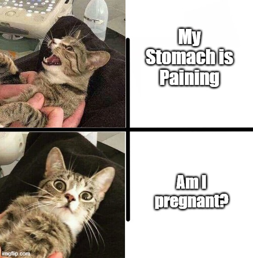 cat, pregnant |  My Stomach is Paining; Am I pregnant? | image tagged in memes,blank starter pack | made w/ Imgflip meme maker