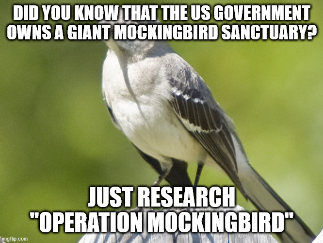 Operation Mockingbird | DID YOU KNOW THAT THE US GOVERNMENT OWNS A GIANT MOCKINGBIRD SANCTUARY? JUST RESEARCH "OPERATION MOCKINGBIRD" | image tagged in mockingbird | made w/ Imgflip meme maker