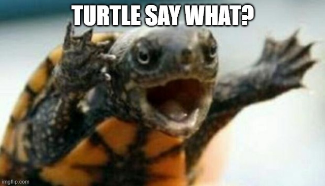 Turtle Say What? | TURTLE SAY WHAT? | image tagged in turtle say what | made w/ Imgflip meme maker