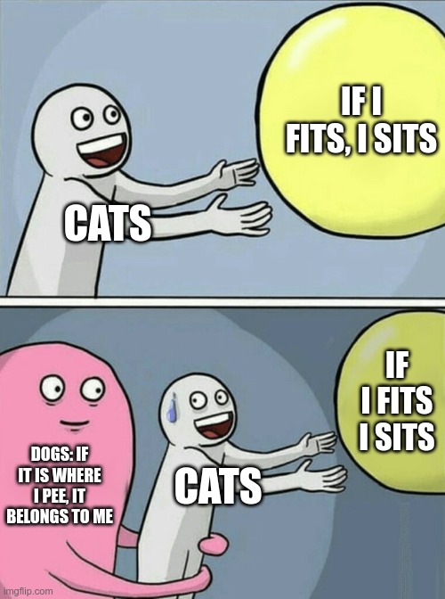 Running Away Balloon | IF I FITS, I SITS; CATS; IF I FITS I SITS; DOGS: IF IT IS WHERE I PEE, IT BELONGS TO ME; CATS | image tagged in memes,running away balloon | made w/ Imgflip meme maker