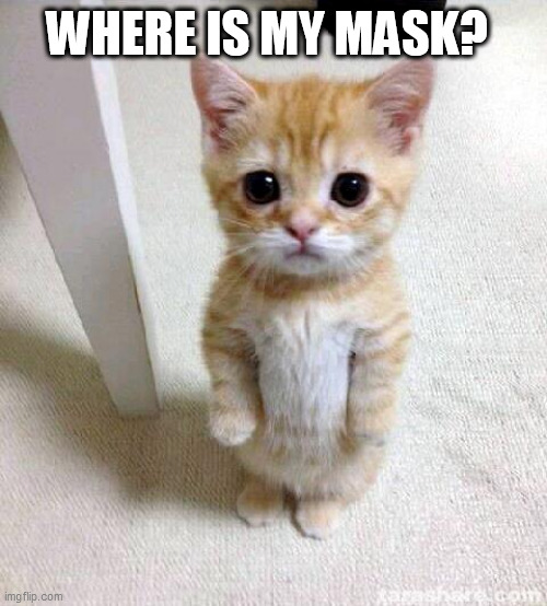 Cute Cat Meme | WHERE IS MY MASK? | image tagged in memes,cute cat | made w/ Imgflip meme maker