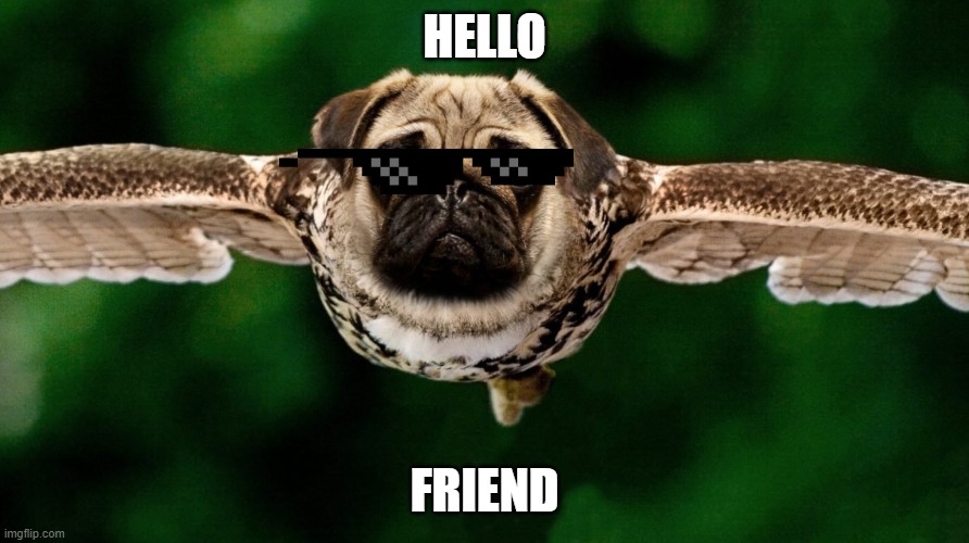 pug owl | HELLO; FRIEND | image tagged in pug owl | made w/ Imgflip meme maker
