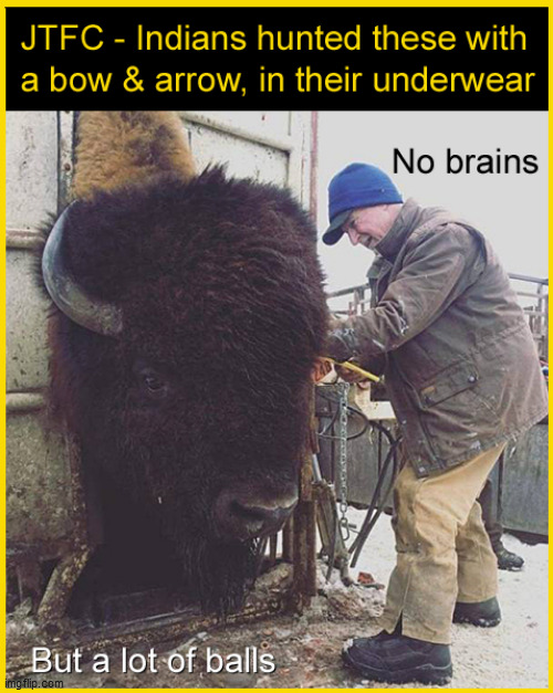 buffalo | image tagged in buffalo,lol,cute animals | made w/ Imgflip meme maker