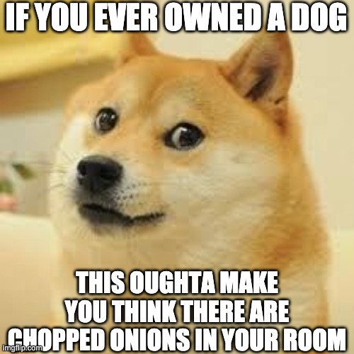 Link in the comments | IF YOU EVER OWNED A DOG; THIS OUGHTA MAKE YOU THINK THERE ARE CHOPPED ONIONS IN YOUR ROOM | image tagged in square doge | made w/ Imgflip meme maker