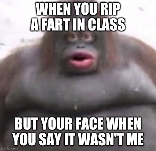 Le Monke | WHEN YOU RIP A FART IN CLASS; BUT YOUR FACE WHEN YOU SAY IT WASN'T ME | image tagged in le monke | made w/ Imgflip meme maker