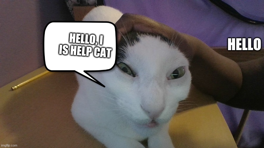 help cat | HELLO; HELLO, I IS HELP CAT | image tagged in help cat | made w/ Imgflip meme maker