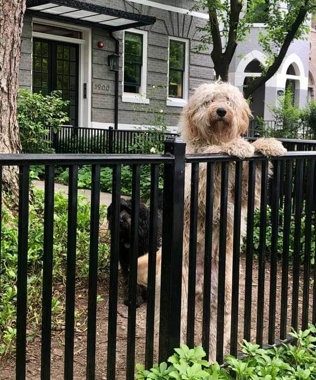 High Quality Dogs fence Blank Meme Template