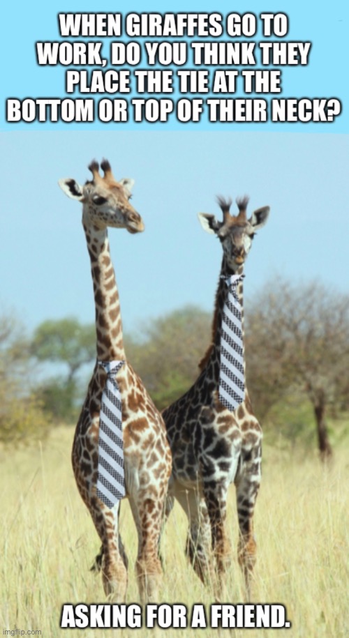 image tagged in giraffes with ties,giraffes,ties,how to wear a tie,giraffes wearing ties,funny giraffe meme | made w/ Imgflip meme maker
