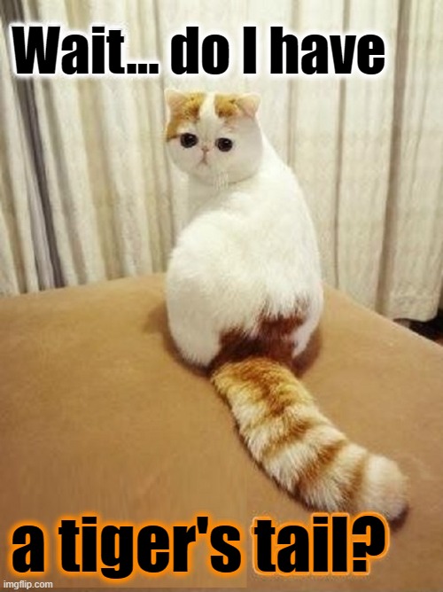 Strange Cat Tales ...or Tails | Wait... do I have a tiger's tail? | image tagged in vince vance,cats,tigers,funny cat memes,that moment when you realize,the moment you realize | made w/ Imgflip meme maker