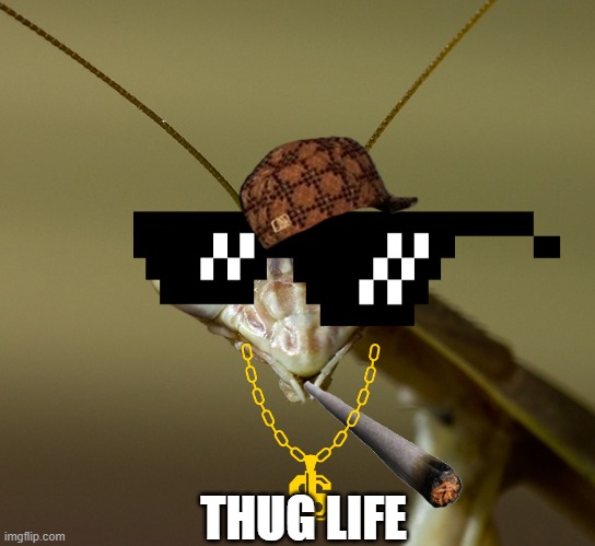 Praying Mantis Head | THUG LIFE | image tagged in praying mantis head | made w/ Imgflip meme maker