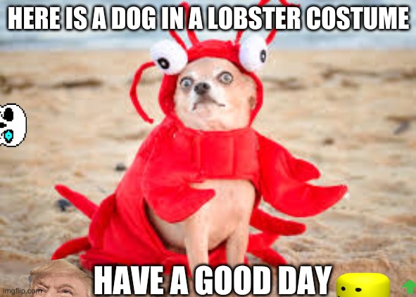? idk | HERE IS A DOG IN A LOBSTER COSTUME; HAVE A GOOD DAY | image tagged in lobster dog,memes,funny,hehehe | made w/ Imgflip meme maker