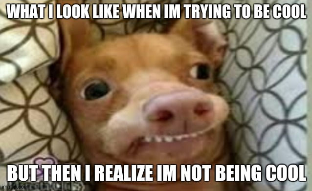 i made this myself besides the picture | WHAT I LOOK LIKE WHEN IM TRYING TO BE COOL; BUT THEN I REALIZE IM NOT BEING COOL | image tagged in funny dog memes | made w/ Imgflip meme maker