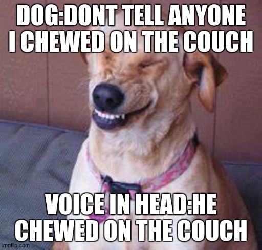 funny dog | DOG:DONT TELL ANYONE I CHEWED ON THE COUCH; VOICE IN HEAD:HE CHEWED ON THE COUCH | image tagged in funny dog | made w/ Imgflip meme maker