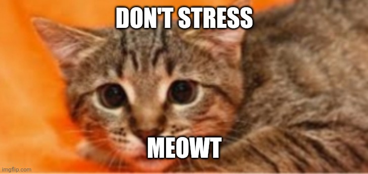 Stressing meowt | DON'T STRESS; MEOWT | image tagged in stressed out | made w/ Imgflip meme maker