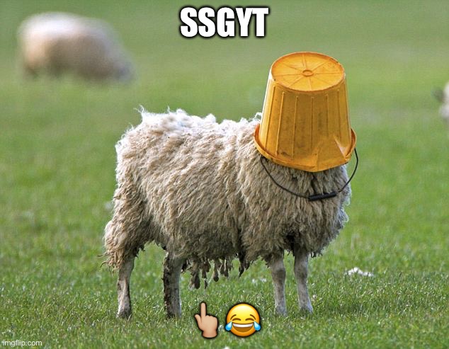 stupid sheep | SSGYT; 👆🏼😂 | image tagged in stupid sheep | made w/ Imgflip meme maker