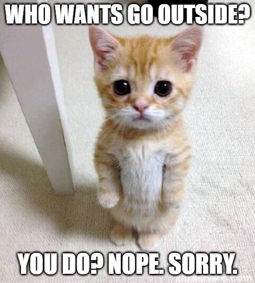 Cute Cat Meme | WHO WANTS GO OUTSIDE? YOU DO? NOPE. SORRY. | image tagged in memes,cute cat | made w/ Imgflip meme maker