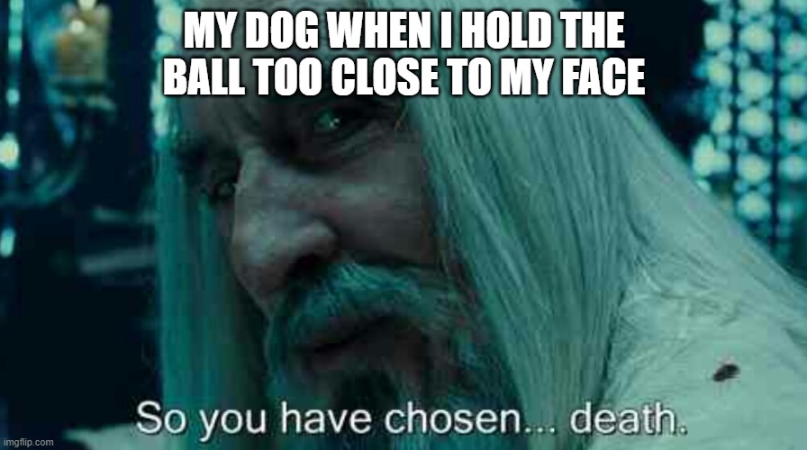 So you have chosen death | MY DOG WHEN I HOLD THE BALL TOO CLOSE TO MY FACE | image tagged in so you have chosen death,dogs | made w/ Imgflip meme maker