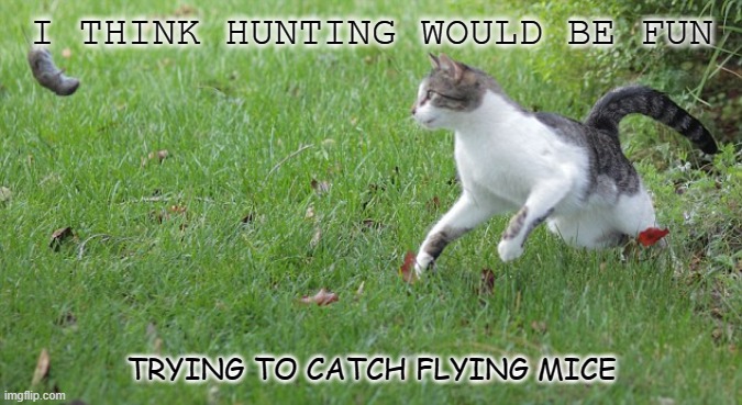 Warrior cat meme | I THINK HUNTING WOULD BE FUN; TRYING TO CATCH FLYING MICE | image tagged in warrior cat meme | made w/ Imgflip meme maker