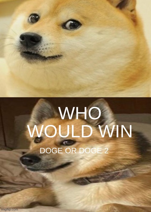DOGE!!! | WHO WOULD WIN; DOGE OR DOGE 2 | image tagged in doge,doge 2 | made w/ Imgflip meme maker