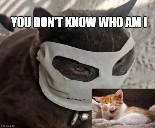 YOU DON'T KNOW WHO AM I | image tagged in funny,funny cat memes | made w/ Imgflip meme maker