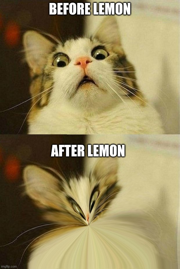 BEFORE LEMON; AFTER LEMON | image tagged in memes,scared cat | made w/ Imgflip meme maker